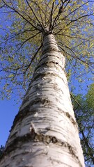 Fototapeta premium Birch close up in the nature. Trunk.