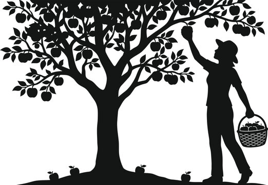 Woman picking apples from a tree silhouette vector illustration.