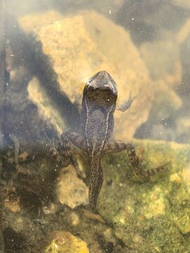Herpetological research of Rana temporaria tadpole development. Macro details of aquatic stage of common frog metamorphosis process in nature.