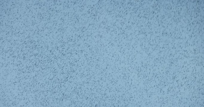 Mosquito swarm at summer in the sky closeup