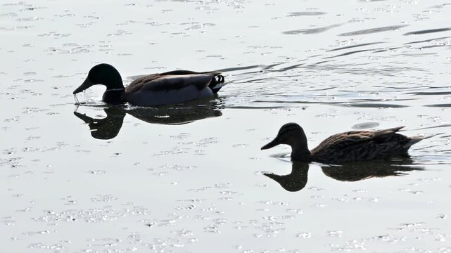 Mallard ducks (Anas platyrhynchos) male and female backlit, swimming on a lake. May, Kent, UK. May, Kent, UK [Half speed]