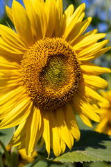 Naklejka premium yellow bright sunflowers in a field, oil plants