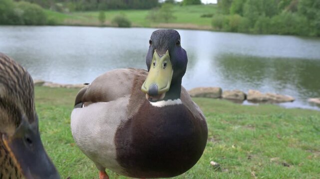 Mallard ducks (Anas platyrhynchos) male and female quacking loudly and bobbing their heads. May, Kent, UK. With sound