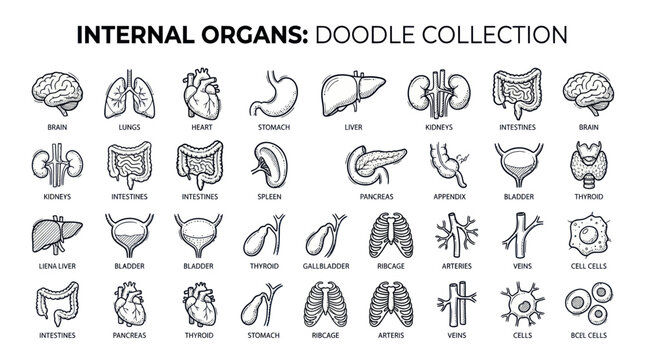 Internal Organs Doodle Collection - Hand-Drawn Vector Illustrations