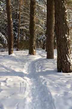 pines covered with snow in winter, some trees against the sky after snowfalls and frosts with great cold and frost, a narrow path trampled during nature walks near the city