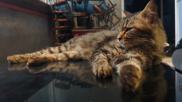 A fluffy tabby cat rests on a glossy table, waking up now and then to observe its surroundings before relaxing again in the warm and quiet indoor atmosphere