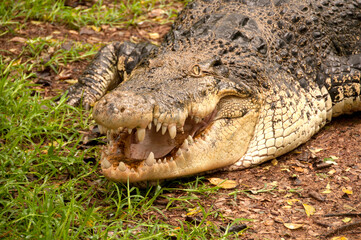 Fototapeta premium Close up of a crocodile