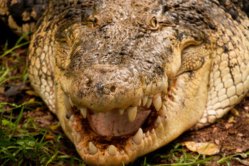 Fototapeta premium Close up of a crocodile