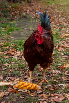 Rhode Island Red Rooster and Hens in a Backyard Farm Enclosure