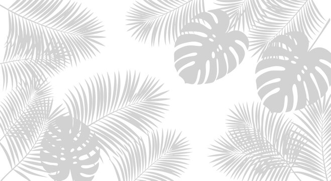 Monstera deliciosa tropical leaf pattern.