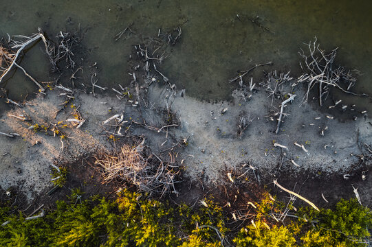 Aerial view of dead mangrove branches scattered across a sandy shoreline next to dark water and green foliage Fort Myers Beach, Florida, United States.