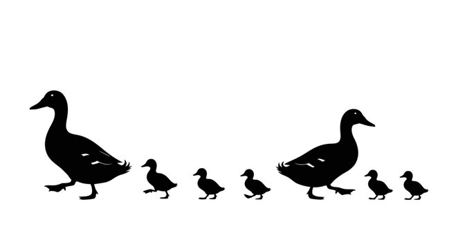 Family of ducks walking in line.