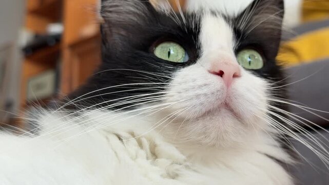 Primer plano de un gato blanco y negro con ojos verdes observando su entorno &mdash; v&iacute;deo 4K Blackmagic Camera iPhone 17 Pro