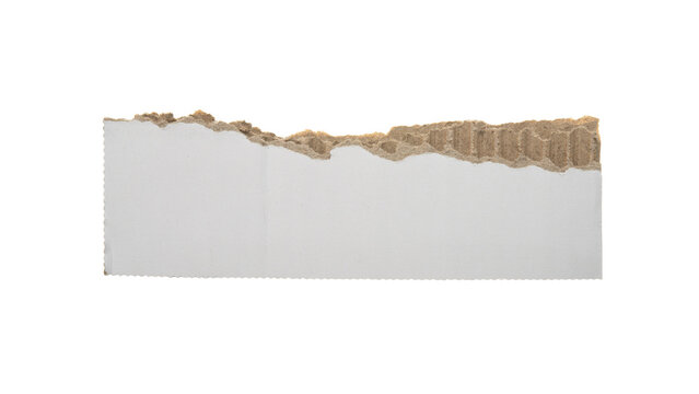 Torn white corrugated cardboard strip, ripped paper border with brown fluted layer isolated on transparent background.