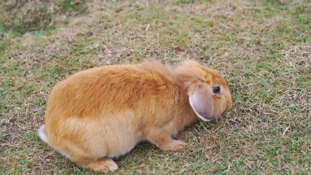 Fluffy ginger lop-eared rabbit sitting on green and brown grass field. Adorable domestic bunny exploring nature outdoors during the day.