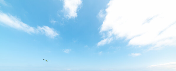 Fototapeta premium Seagull Flying in Blue Sky with White Clouds