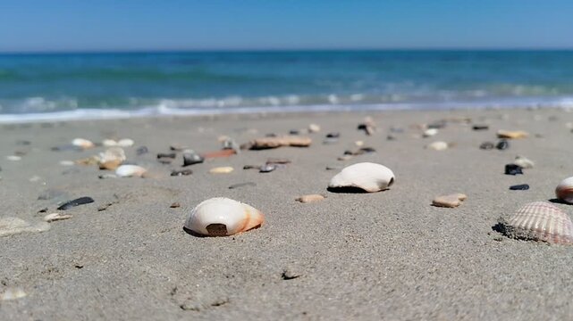 sea shells on the beach