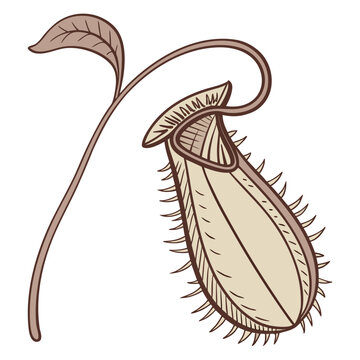 Plant seeds world with carnivorous plant