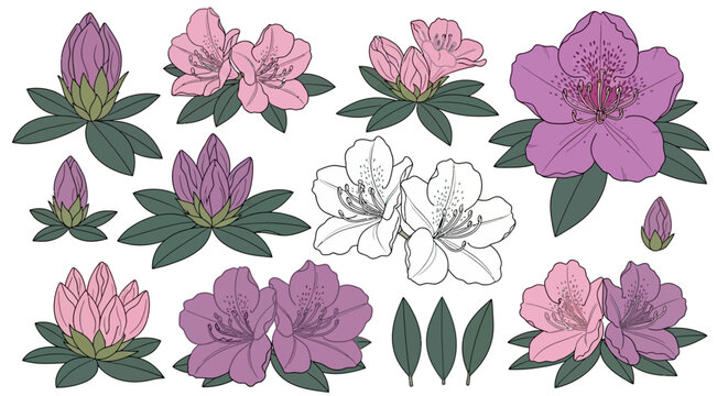 Azalea flowers, purple pink and white, floral illustration, botanical art, decorative elements