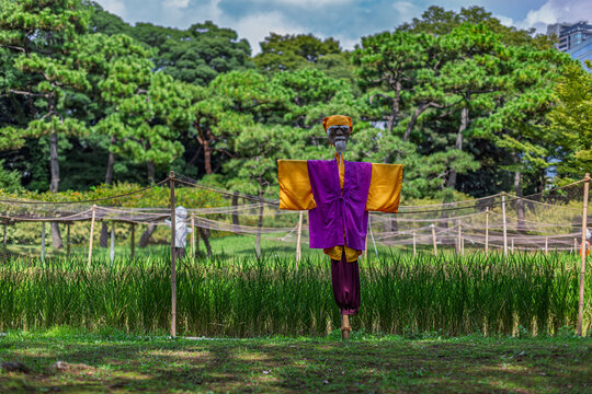 A scarecrow dressed like Mito Komon in the rice field at Koishikawa Korakuen Garden 2023年9月