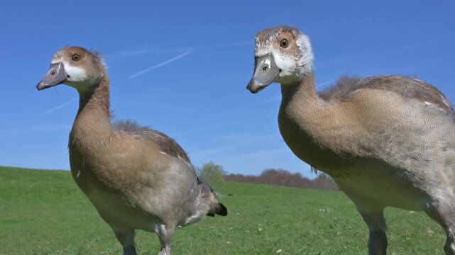 Egyptian Goose (Alopochen aegyptiaca) goslings in closeup, almost full size with their down almost replaced replaced by feathers. May, Kent, UK [Half speed]