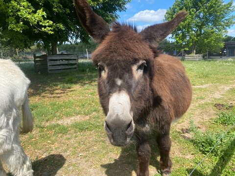 Neugieriger Esel auf einer Weide blickt direkt in die Kamera. Authentische Tieraufnahme aus l&auml;ndlicher Umgebung mit Bauernhofcharme, Natur und artgerechter Haltung. Echtfoto.
