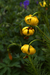 Pyrenäen-Lilien © Elke Hötzel