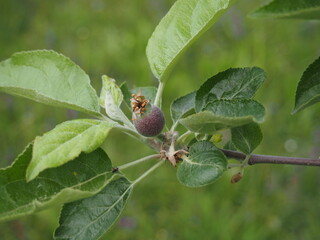 Zalążek jabłka © EwaAF