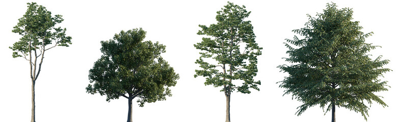 Fototapeta premium Set of Tilia × europaea and Tilia platyphyllos frontal street trees isolated png on a transparent background perfectly cutout
