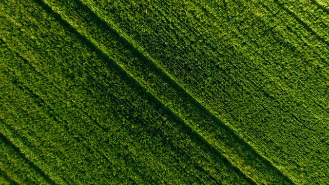 Crop Growth covering dense wheat field during active spring vegetation period. Healthy cereal plants developing across arable farmland with visible tractor tracks. Agribusiness cultivation supporting