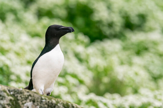 Razorbill (Alca torda)