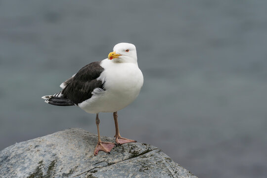 Great Black-backed Gull (Larus marinus) on the rocks