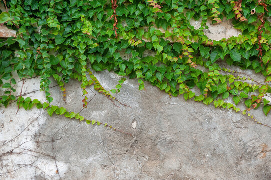 Outdoor background with lush foliage of green ivy climbing across rustic wall