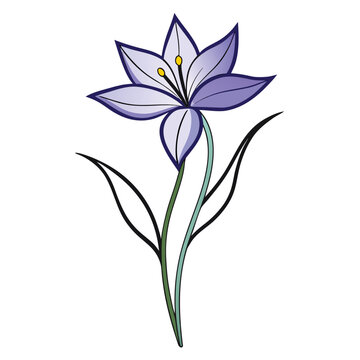 vector illustration of a brodiaea bulb flower