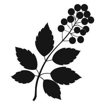 baneberry alaska flower silhouette on white background