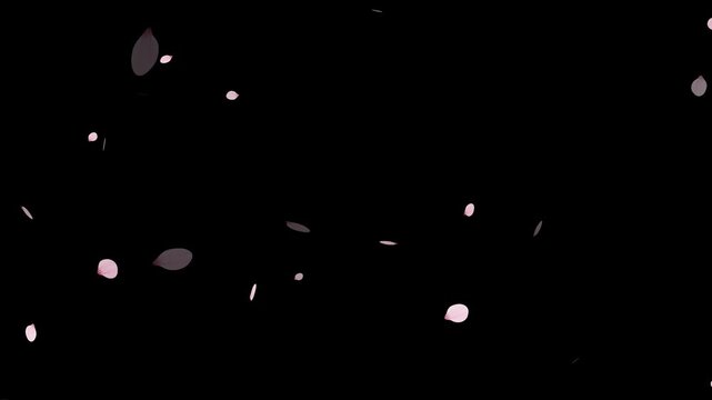 Pink cherry blossom petals falling gracefully on transparent background.
Fall start to end and loop Animation.Easy to use and change color. This work has alpha.Spring animation(4K).