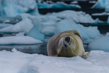 Close-up of a crabeater seal -Lobodon carcinophaga- resting on a small iceberg near the fish islands on the Antarctic peninsula © Goldilock Project