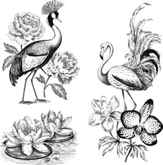 Naklejka premium Isolated on Vintage engrave Crowned Crane and peonies, flamingo and water lily, pheasant and orchid vector art on white background