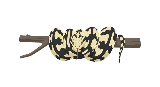Python coiled on tree branch, reptile, venomous snake, wild animal, natural habitat, studio shot