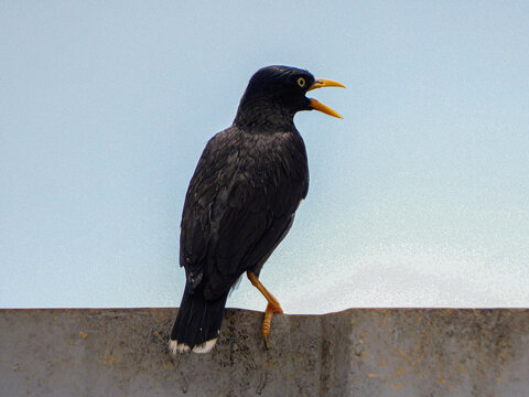 Javan myna bird perched on a concrete wall with its beak wide open, singing or calling against a clear sky background