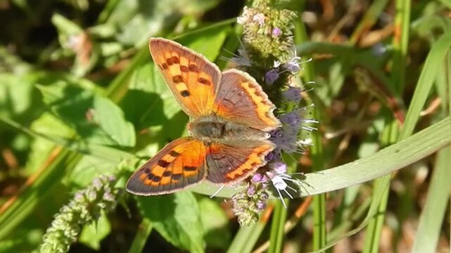 Violet flowers of mentha herb and butterfly Lycaena phlaeas, Small copper, American copper, Common copper on sunny summer wether - close-up, slow motion. Topics: beauty of nature, macro, plant