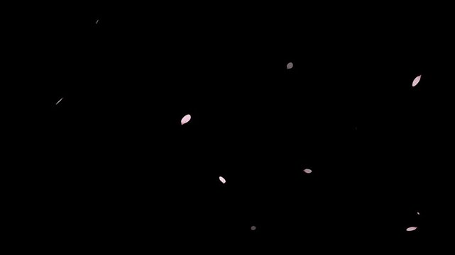 Pink cherry blossom petals falling gracefully on transparent background.
Fall start to end and loop Animation.Easy to use and change color. This work has alpha.Spring animation(4K).