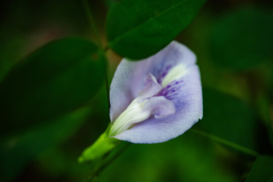 blue iris flower closeup