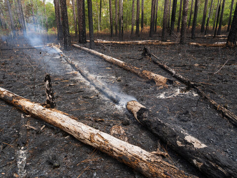 Burnt clearing in the Green Swamp Preserve, North Carolina