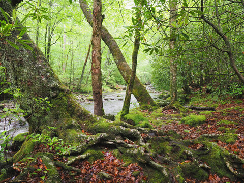 The Tree Lined Bank of the Oconalutee River Smokemont Campground Great Smoky Mountain National Park
