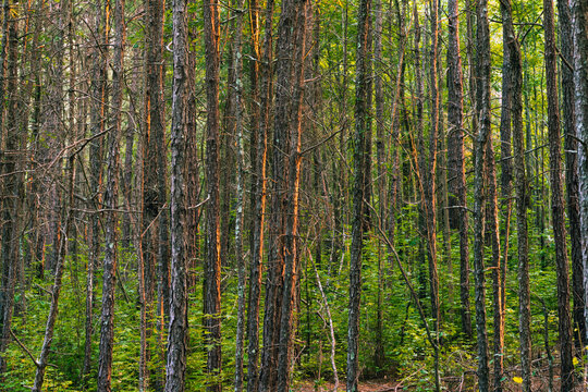 A stand of juvenile pine trees at Medoc Mountain State Park, North Carolina
