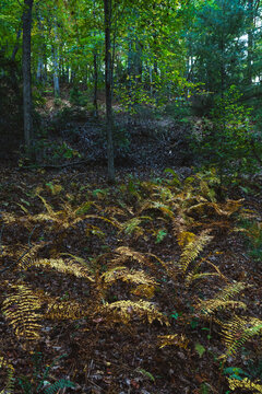 Browning ferns in a dark clearing in Pisgah National Forest, North Carolina
