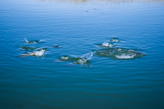 Fish surfacing to feed in the blue water of the reservoir at Elephant Butte State Park, New Mexico