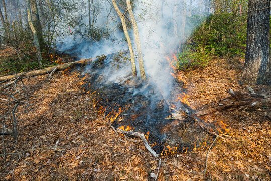 A line of fire spreads through the underbrush of a forest in North Carolina during a controlled burn