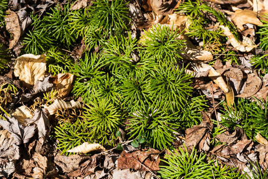 Clubmoss along a small creek near Charlotte, North Carolina